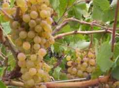 PalominoListan_Blanco_grapes_growing_in_Tenerife.jpg
