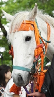 華やかな祭りの馬達・京都葵祭5月15日開催！