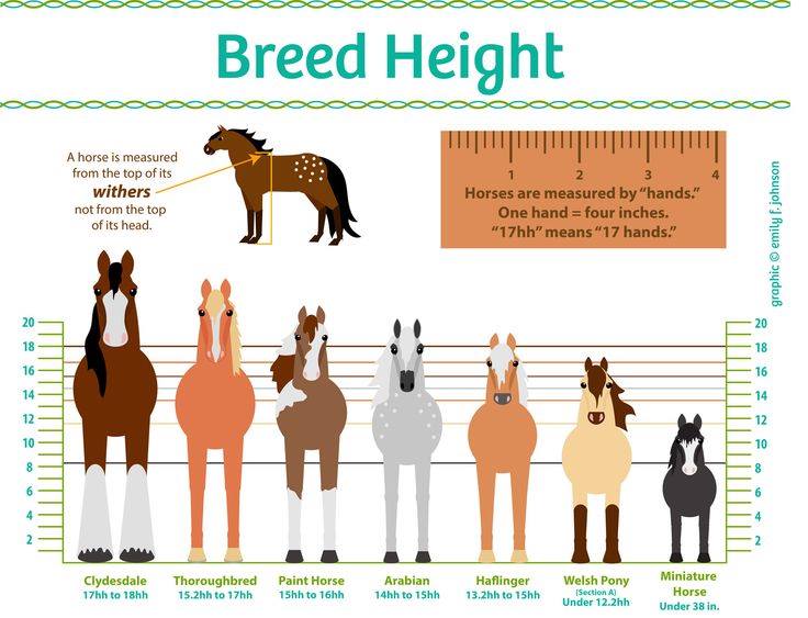 馬ってどんな動物？【２４】・・・馬の身長はどこから測る？